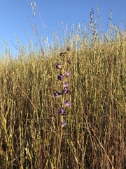 Delphinium hesperium