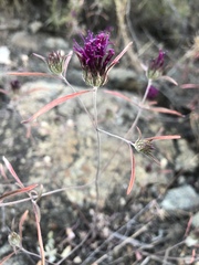 Monardella douglasii