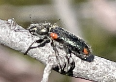 Psoa maculata