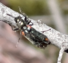 Psoa maculata