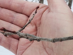 Tilia americana americana