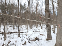Tilia americana americana