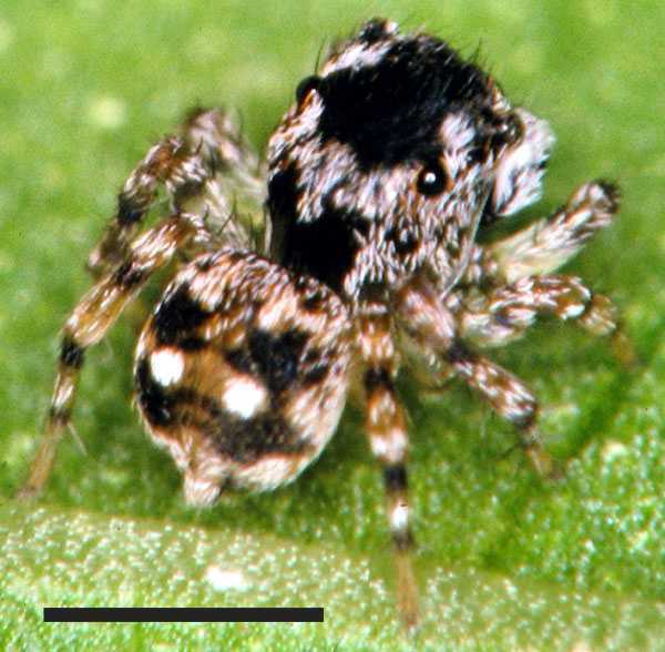 Naphrys bufoides