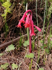 Cyrtanthus angustifolius