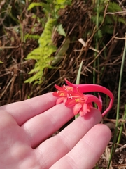 Cyrtanthus angustifolius