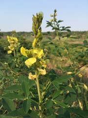 Crotalaria