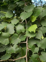 Tilia mongolica