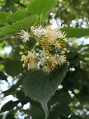 Tilia mongolica