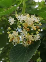 Tilia mongolica