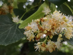 Tilia mongolica