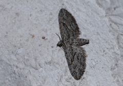 Eupithecia oxycedrata