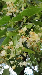 Tilia mongolica