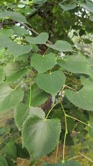 Tilia mongolica
