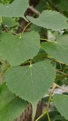 Tilia mongolica