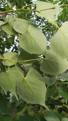 Tilia mongolica