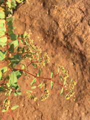 Euphorbia