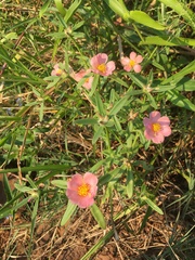 Portulaca