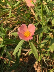 Portulaca