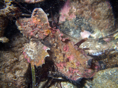 Aploactisoma milesii