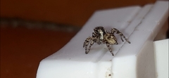 Habronattus fallax