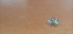 Habronattus fallax