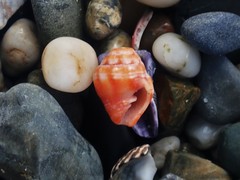 Orphanopusia patriarchalis