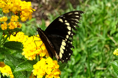 Papilio menatius
