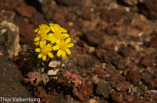 Senecio image