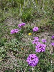 Glandularia dissecta