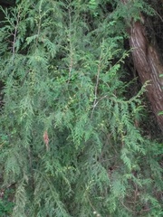 Cupressus pendula
