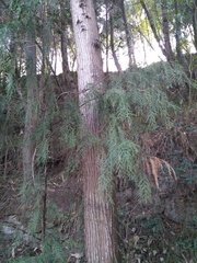 Cupressus pendula