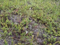 Comandra umbellata pallida