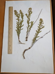 Comandra umbellata pallida