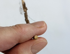 Comandra umbellata pallida