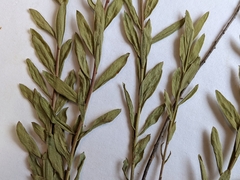 Comandra umbellata pallida