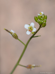 Mostacillastrum pectinifolium