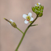 Mostacillastrum pectinifolium - Photo (c) Andres Puiggros, algunos derechos reservados (CC BY-NC), subido por Andres Puiggros