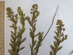 Comandra umbellata pallida