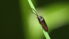 Omalisus fontisbellaquei