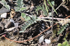 Astragalus hypoleucus