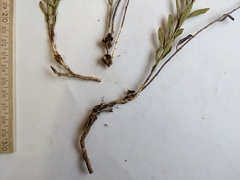 Comandra umbellata pallida