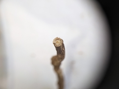 Comandra umbellata pallida