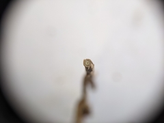 Comandra umbellata pallida