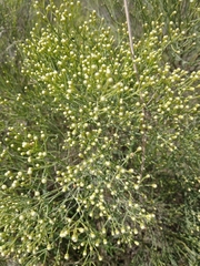 Baccharis notosergila