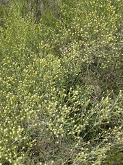 Baccharis notosergila