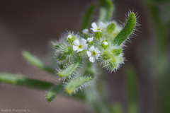 Cryptantha filiformis