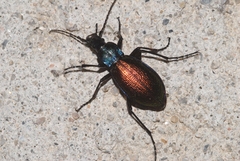 Carabus hispanus