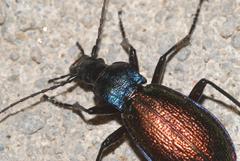 Carabus hispanus