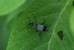 Epicauta funesta