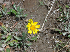 Packera bellidifolia
